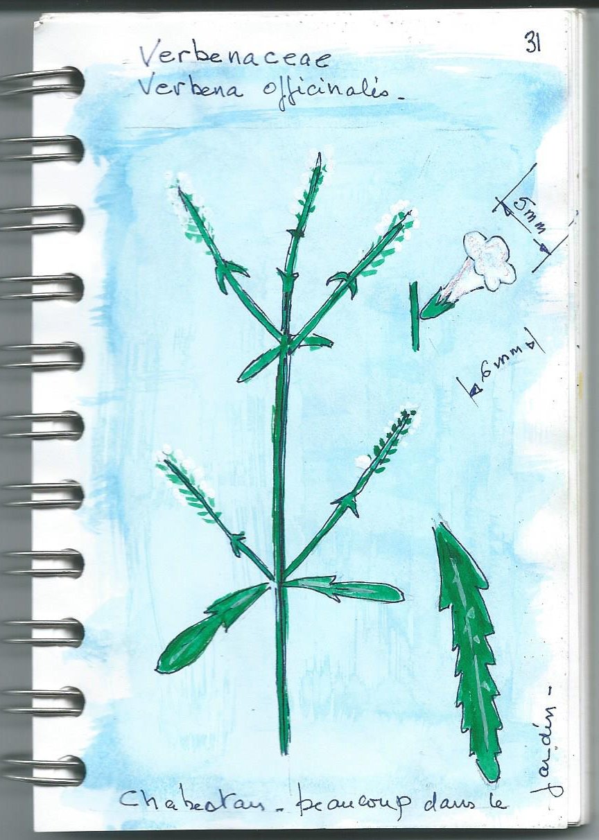 Annexe Verbena_officinalis.jpg