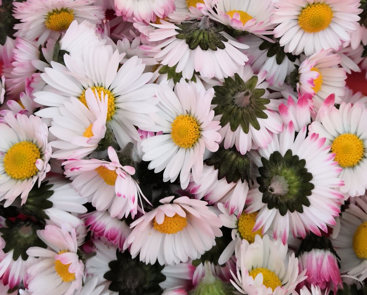 Annexe Pâquerettes .jpg