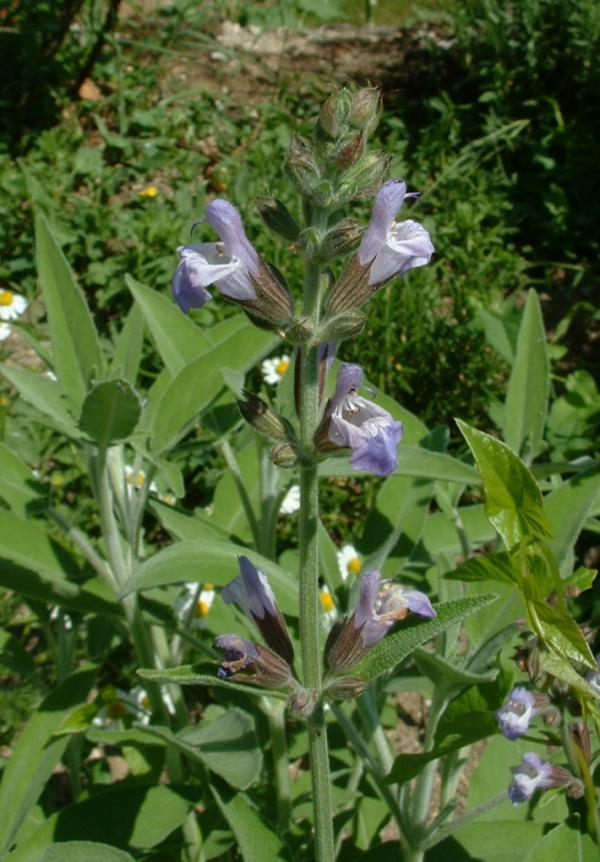 Annexe Salvia_officinalis_jfg1.jpg