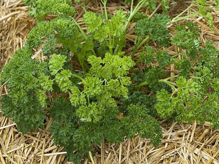 Annexe persil_rustica_fr.jpg