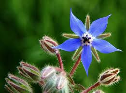 Annexe bourrache.jpg