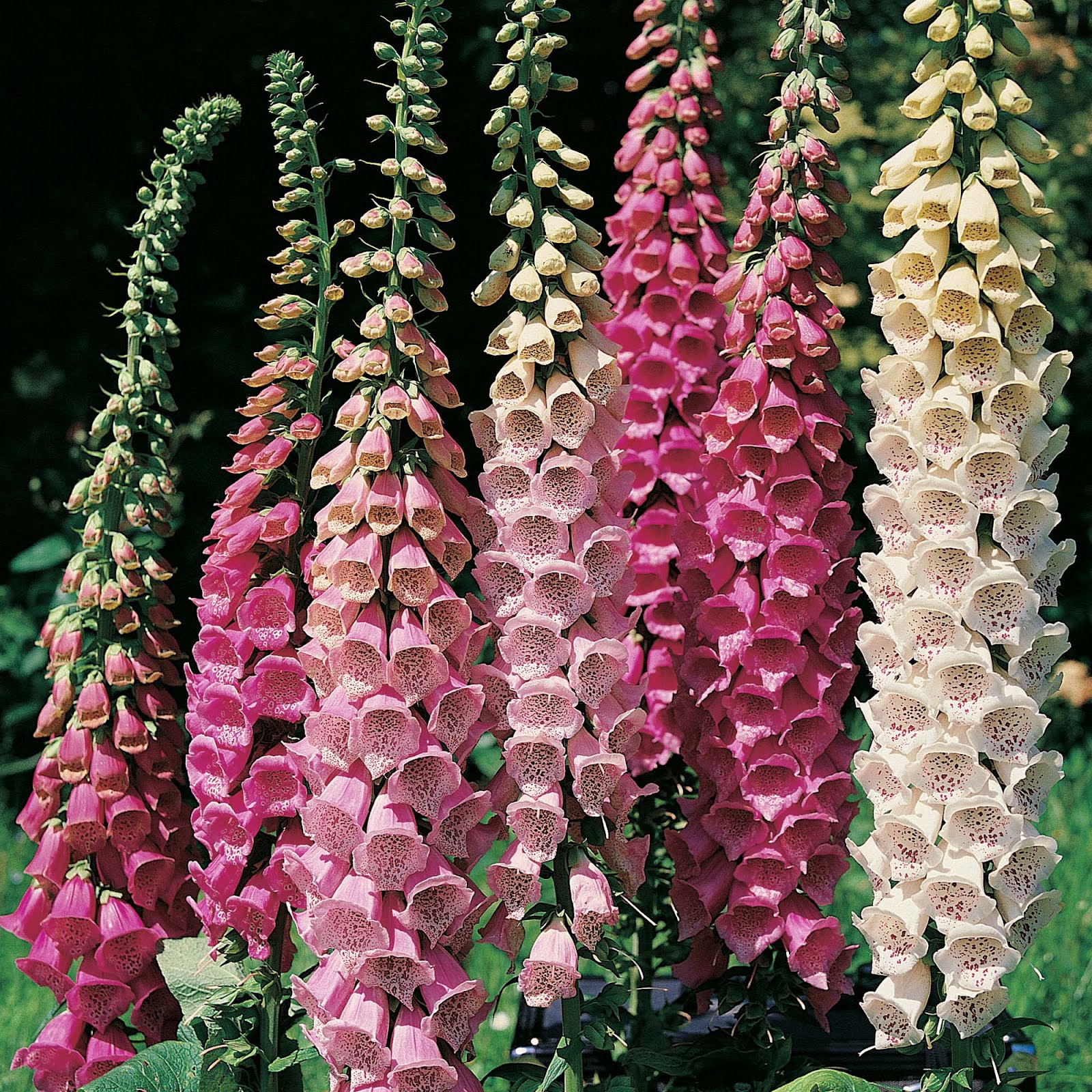 Annexe foxglove-flower (5).jpg