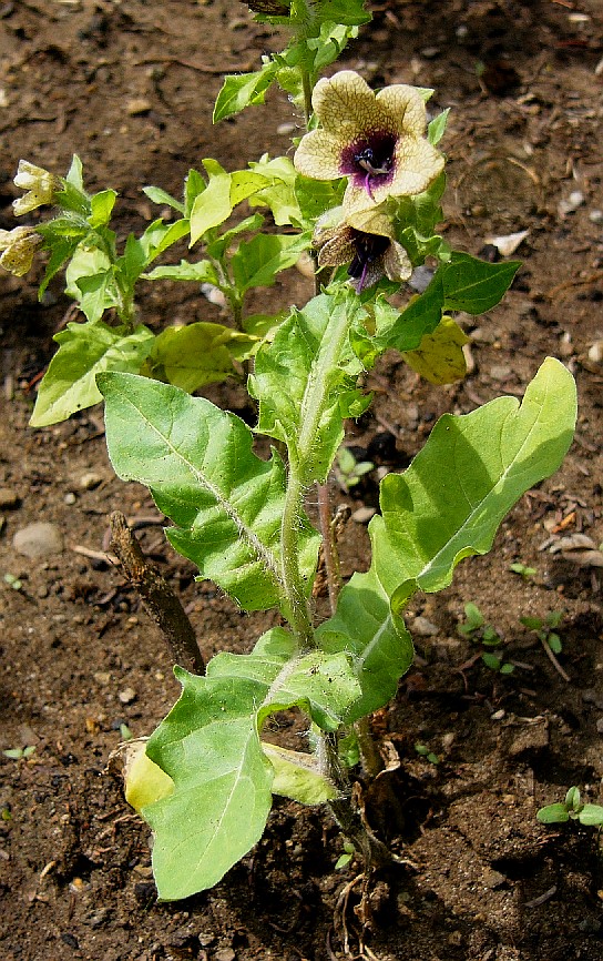 Annexe JUSQUIAME.jpg