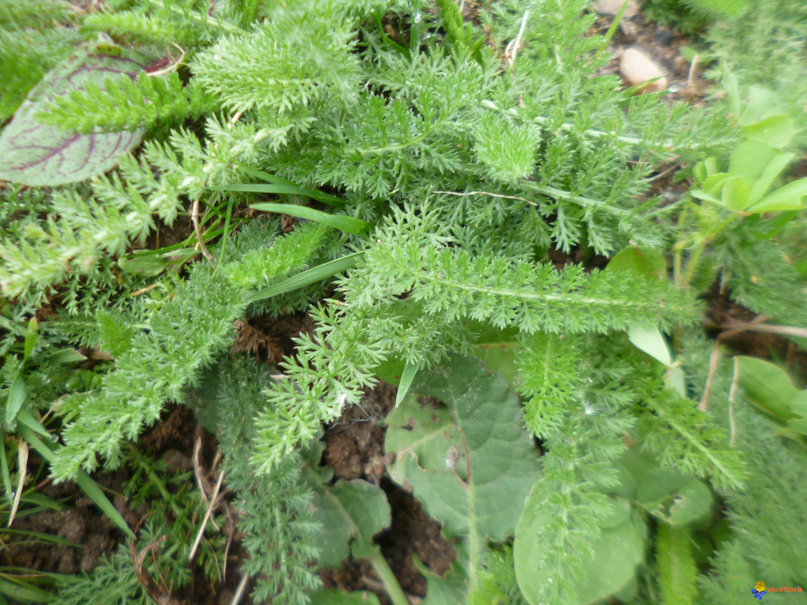 Annexe feuille-de-carotte-2-visoflora-99772.jpg