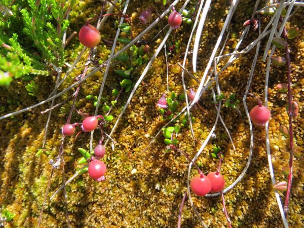 Annexe img 001279192L.jpg