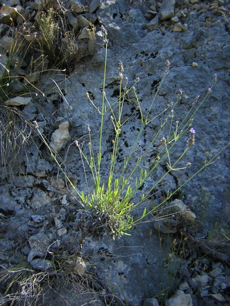 Annexe lavande aspic.jpg