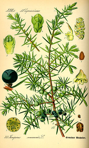 Annexe 290px-Illustration_Juniperus_communis0.jpg
