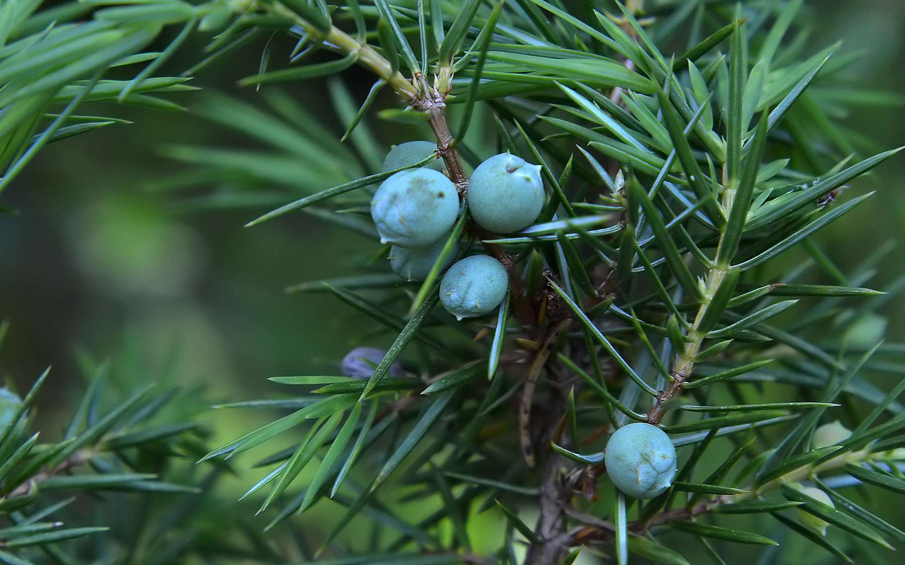 Annexe 84fc37f448_50144168_10374-genevrier-commun.jpg