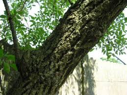 Annexe écorce de sureau noir.jpg