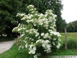 Annexe arbre sureau.jpg