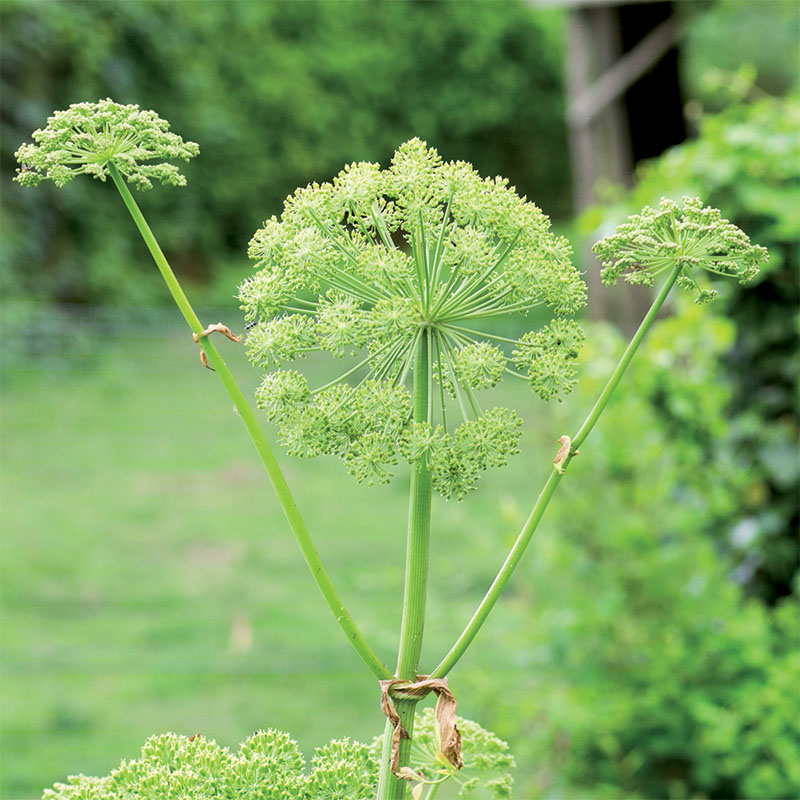 Annexe Angélique.jpg