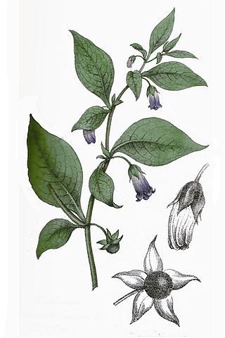 Annexe Belladone.jpg