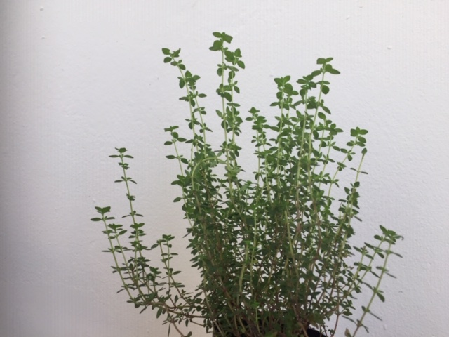 Annexe Thym citron.JPG