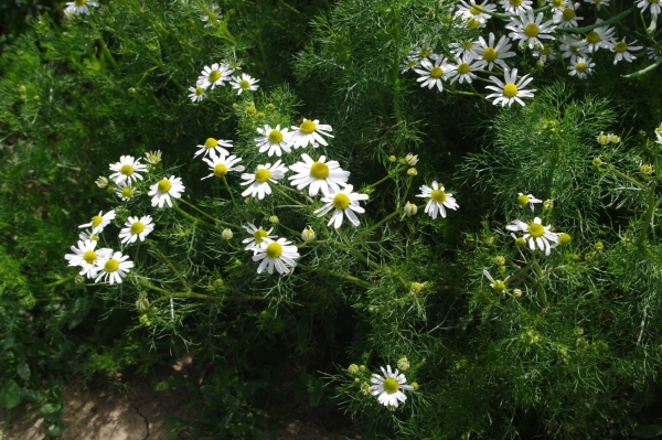 Annexe camomille matricaire.jpg