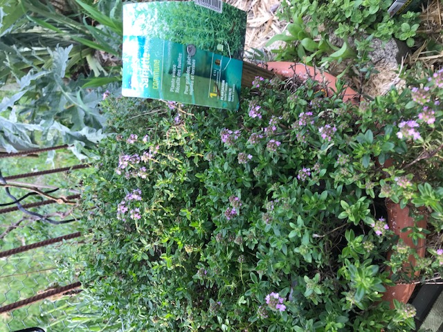 Annexe Sariette1.jpg