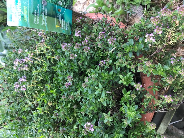 Annexe Sariette3.jpg