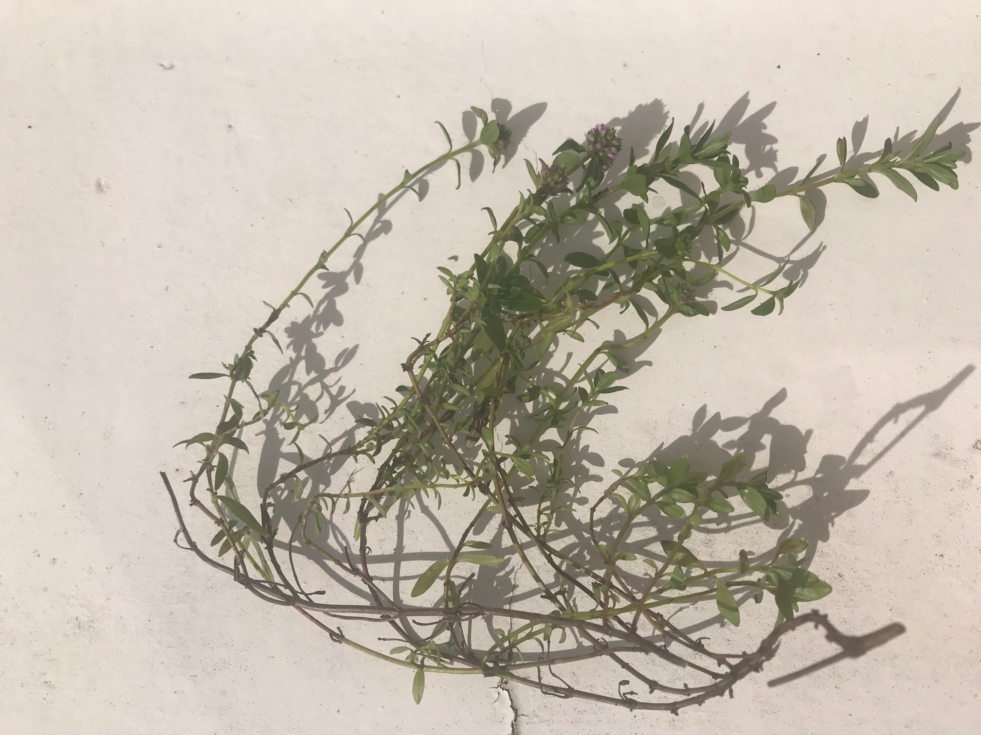 Annexe Sariette4bis.jpg