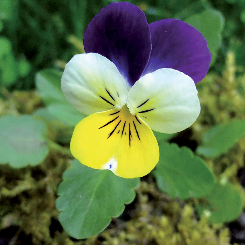 Annexe plantes_0016_Pensée-sauvage.jpg