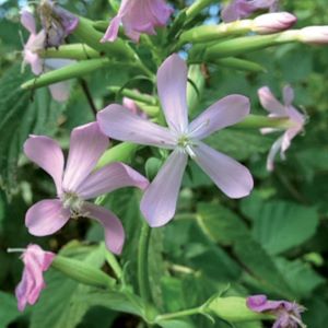 Annexe Saponaire.jpg