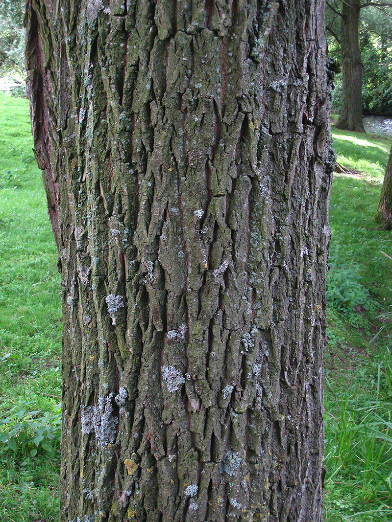 Annexe SalixAlba-Wikipedia.JPG