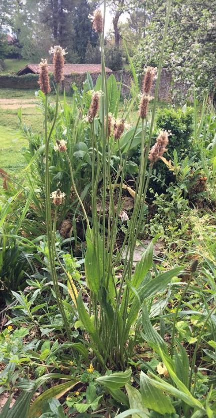 Annexe Plantain1.JPG