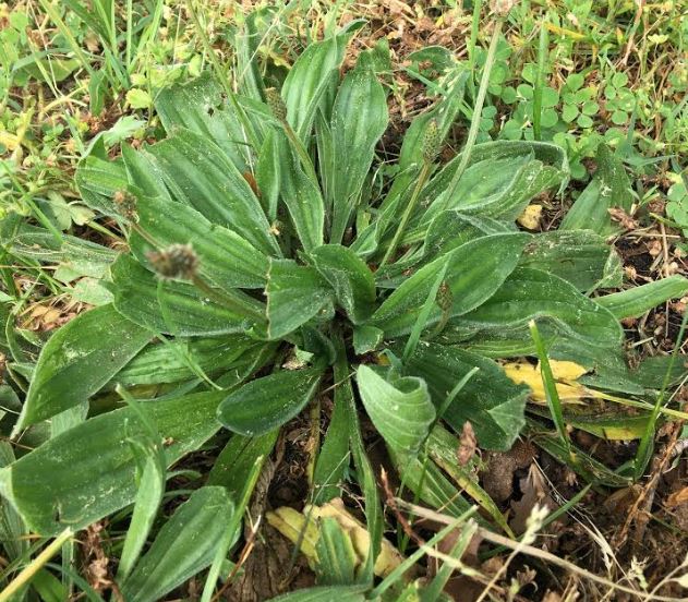 Annexe Plantain2.JPG