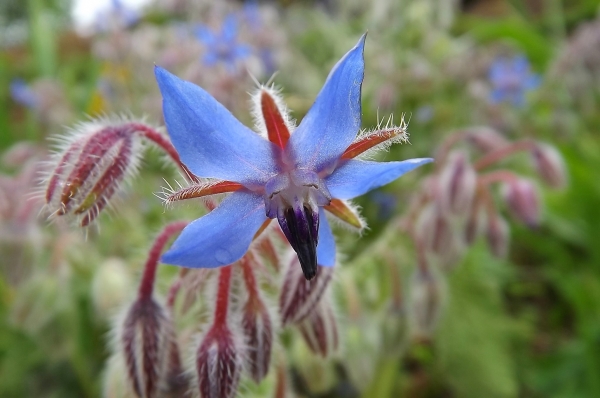 Annexe bourrache.jpg