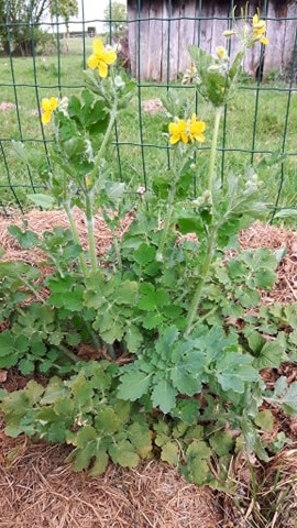 Annexe chelidoine.jpg