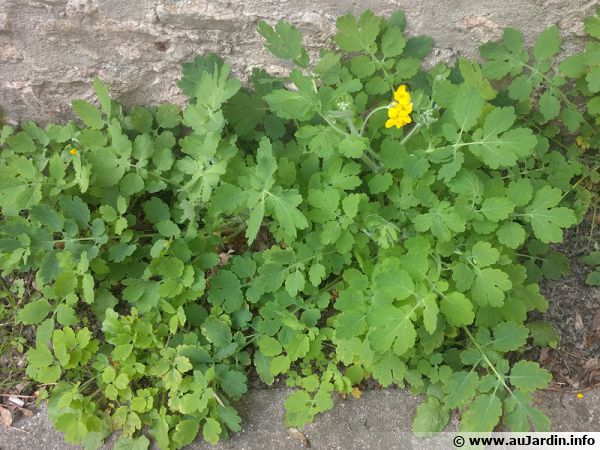 Annexe chelidonium-majus-600x450.jpg