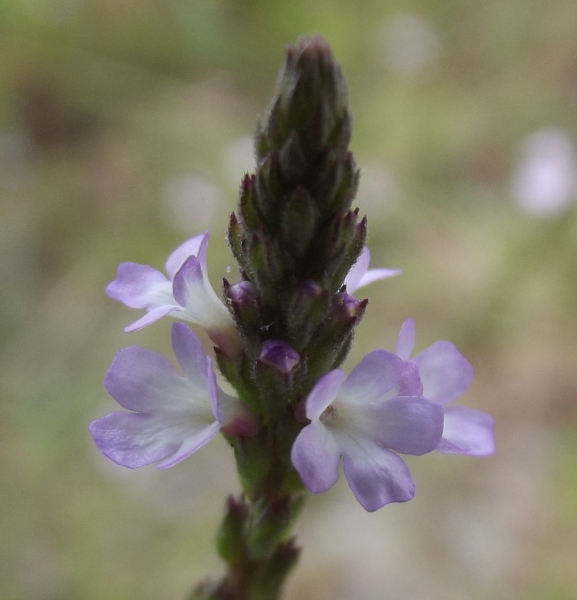 Annexe Verveine officinale.jpg