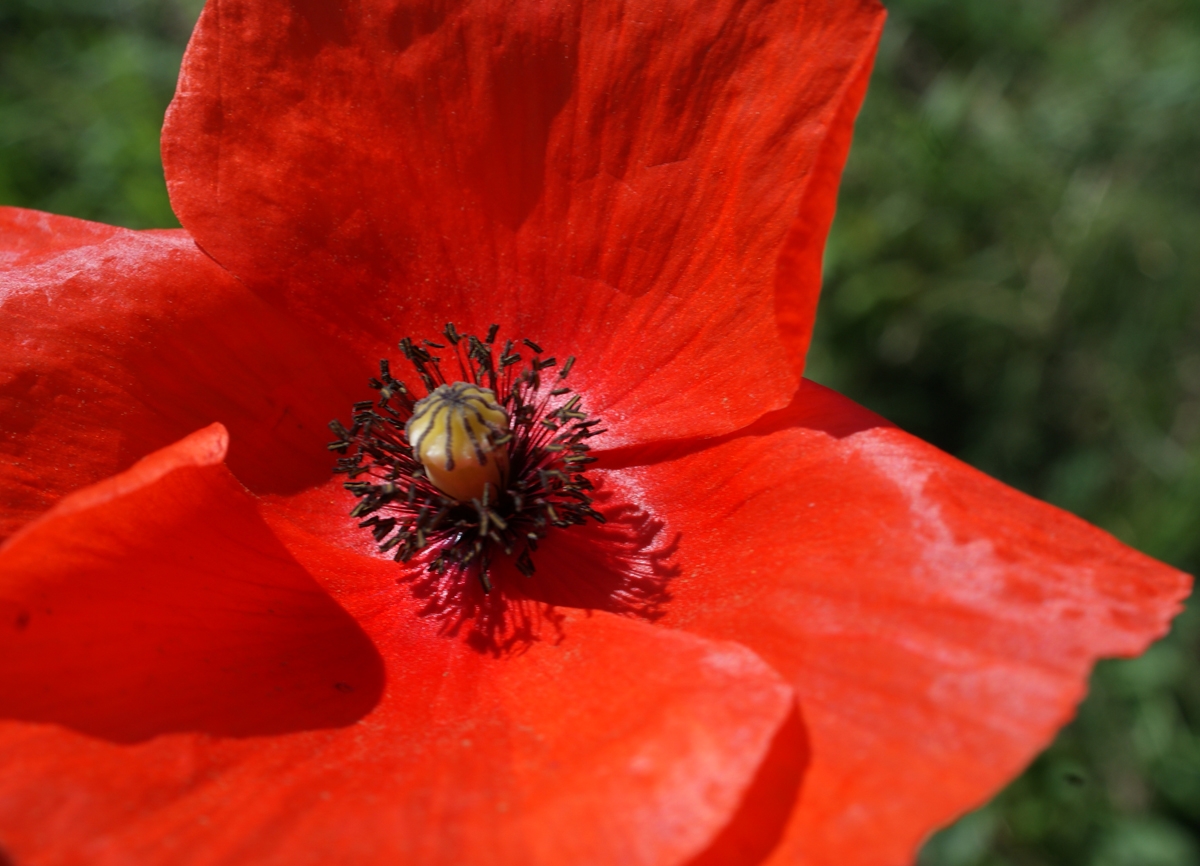 Annexe coquelicot.jpg