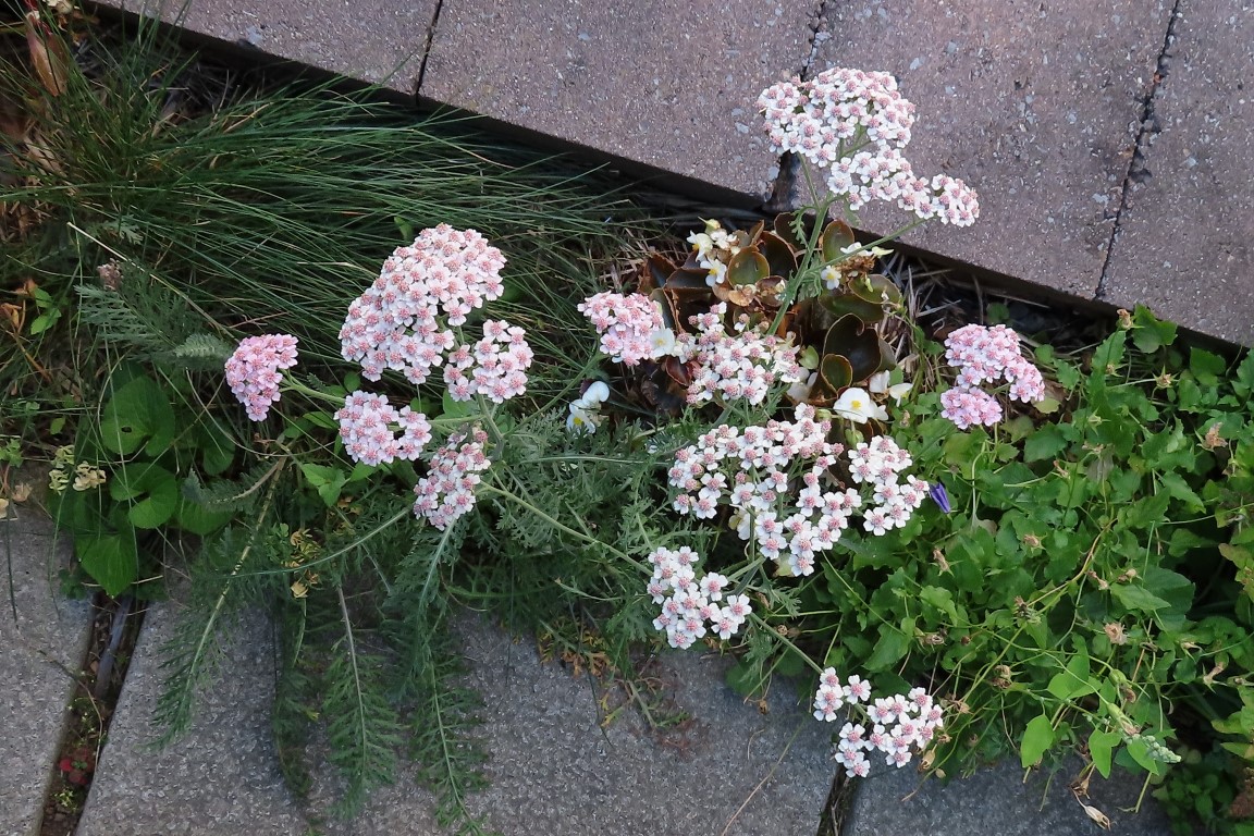 Annexe Achillée ChezNous IMG_8612 (Medium).JPG