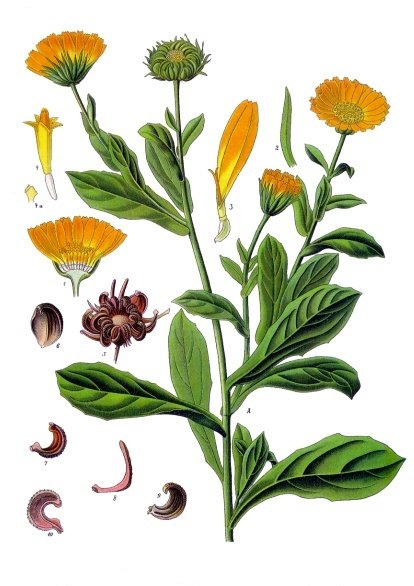 Annexe Calendula_officinalis_-_Köhler–s_Medizinal-Pflanzen-024.jpg