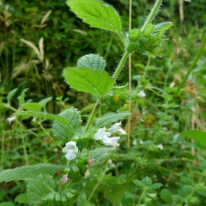 Annexe eFlore-Mélisse.jpg