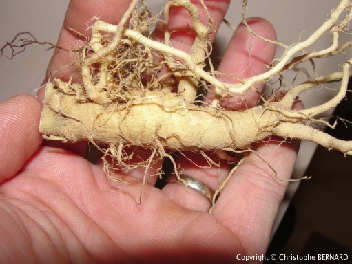 Annexe ashwagandha-withania-somnifera-5c.jpg