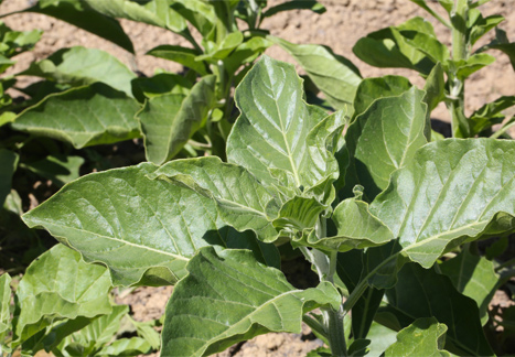 Annexe withania-texte-2.jpg