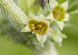 Annexe withania-texte-3.jpg