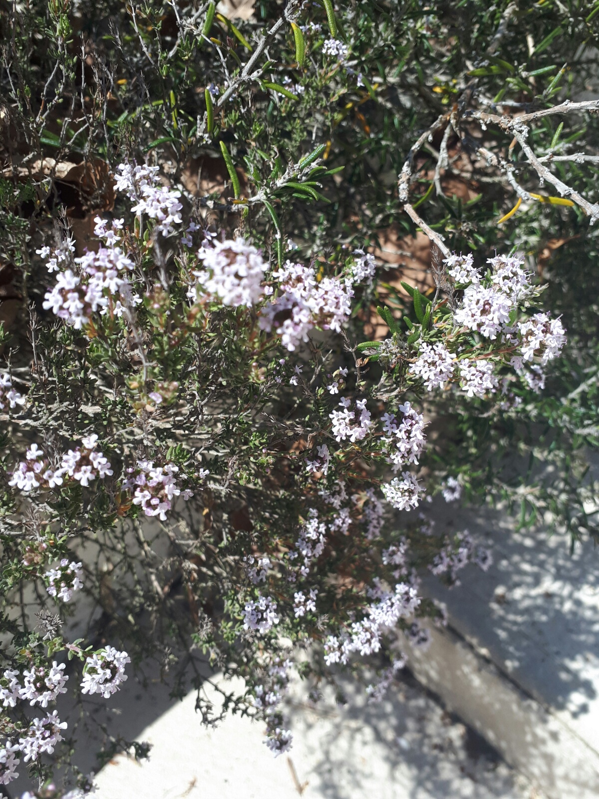 Annexe thymusvulgaris.jpg