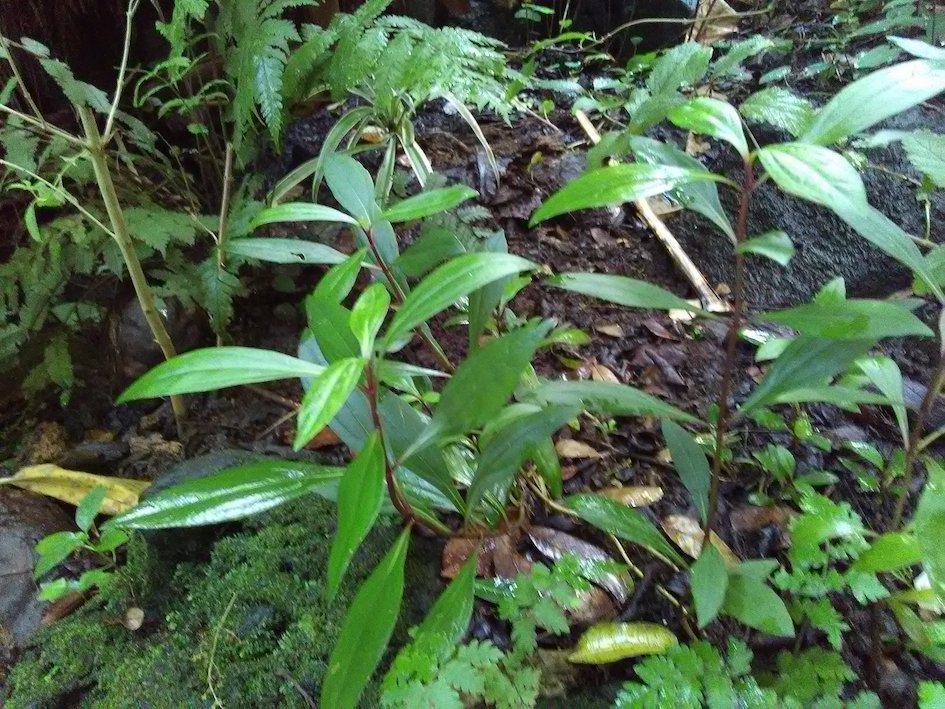 Annexe IMG_20200420_164958.jpg