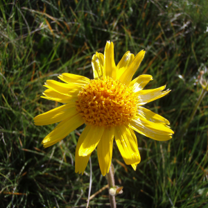 Annexe arnica.jpg