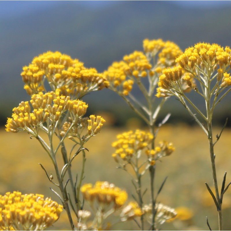 Annexe immortelle-de-corse-bio-huile-essentielle.jpg