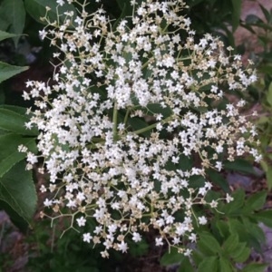 Annexe arbuste saufage  sureau noir.jpg