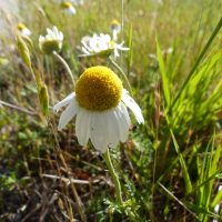 Annexe Fleur de Camomille Romaine sauvage.jpg