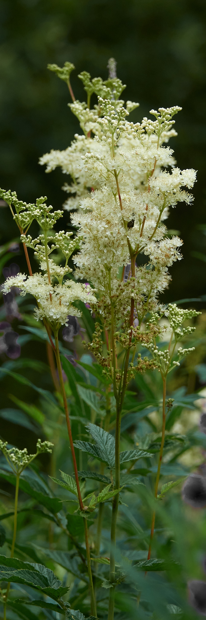 Annexe reine des prés.jpg