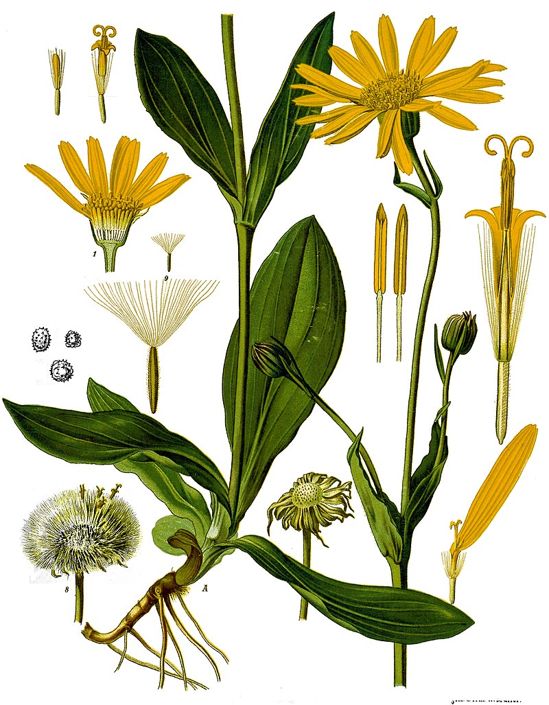 Annexe 800px-Arnica_montana_-_Köhler–s_Medizinal-Pflanzen-015.jpg
