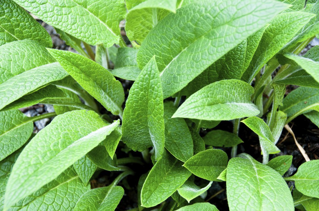 Annexe Consoude.jpeg