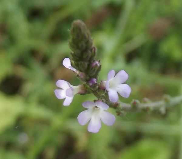 Annexe httpsapi.tela-botanica.orgimg000248302L.jpg