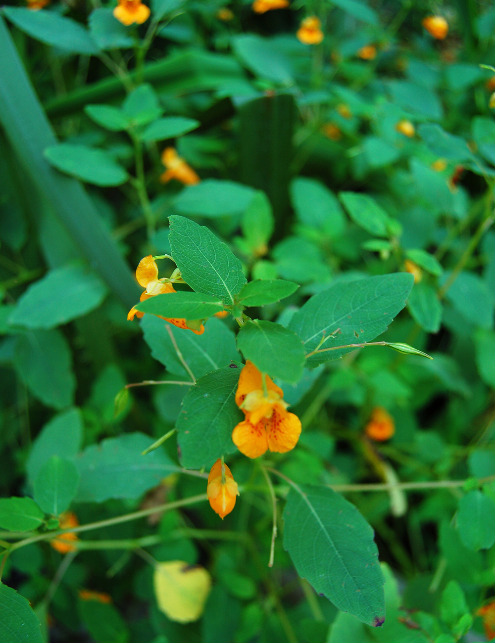 Annexe Jewelweed-with-orange-trumpet-flowers.jpg