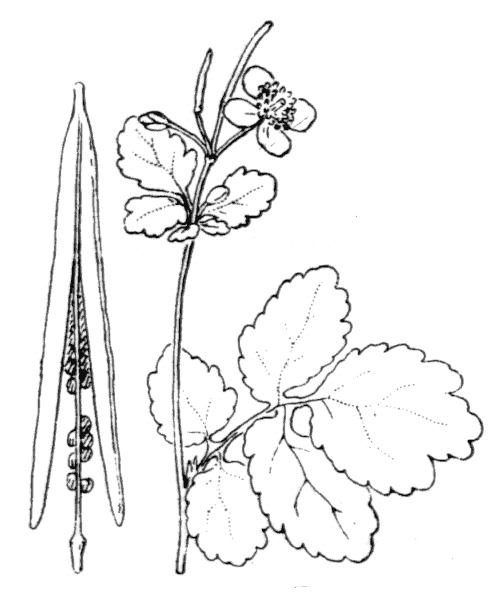 Annexe chélidoine dessin .png