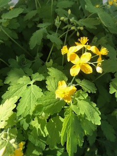 Annexe chélidoine.jpeg